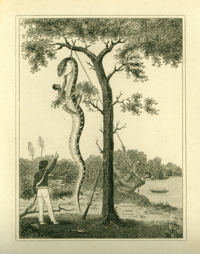 The Skinning of the Aboma Snake