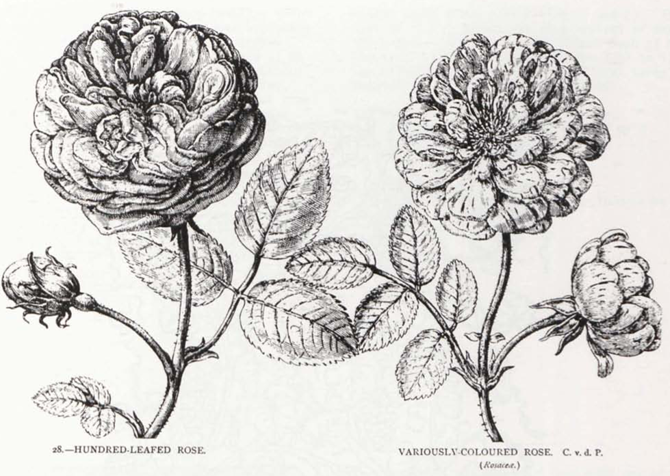 28.—HUNDRED-LEAFED ROSE.
                        
                        VARIOUSLY-COLOURED ROSE. C. v. d. P.
                        (Rosaceæ.)